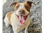 Adopt PUPPY a Pit Bull Terrier, Pointer