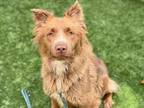 Adopt A532789 a Australian Shepherd, Mixed Breed