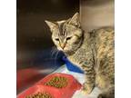 Adopt Doreen a Domestic Short Hair