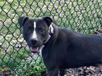 Adopt Majesty a Pit Bull Terrier
