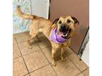 Adopt Skylee a Shepherd, Labrador Retriever