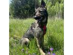 Adopt LINA a German Shepherd Dog