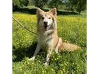 Adopt SELENE a Smooth Collie, Mixed Breed