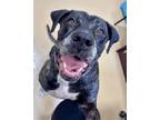 Adopt CHANSEY a Mastiff