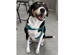 Adopt SADIE a Treeing Walker Coonhound