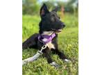 Adopt ANGIE a Australian Kelpie, Mixed Breed