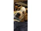 Adopt Penelope (aka Pistol) a Pit Bull Terrier, Hound