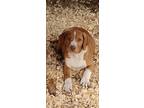 Adopt Carmel a Labrador Retriever, Hound