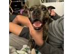 Adopt Freya a Mixed Breed