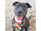 Adopt ROXY a Pit Bull Terrier, Mixed Breed