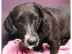 Adopt PORTHOS* a Labrador Retriever, Dachshund