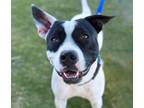 Adopt JENNY ROSE* a Pit Bull Terrier, Mixed Breed