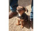 Adopt Halena a Australian Cattle Dog / Blue Heeler, Terrier