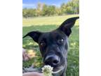 Adopt Stella a Australian Kelpie