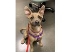 Adopt Penny a Pit Bull Terrier, Thai Ridgeback