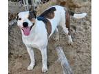 Adopt Bella a Pit Bull Terrier, Terrier