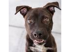 Adopt SPLASH a Pit Bull Terrier