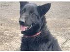 Adopt NEZHONIC *URGENT* a Shepherd, German Shepherd Dog