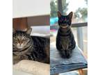 Adopt Gracie Lou and Gilda a Domestic Short Hair