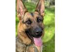 Adopt Bailey a German Shepherd Dog