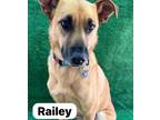 Adopt Railey a German Shepherd Dog