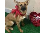 Adopt Lassy a German Shepherd Dog