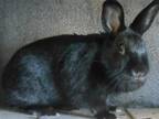 Adopt BABBS a Bunny Rabbit