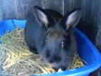 Adopt RAINDROP a Bunny Rabbit