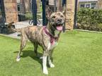 Adopt SALLY a Pit Bull Terrier