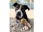 Adopt Sookie a Staffordshire Bull Terrier