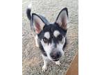 Adopt Makie a Husky