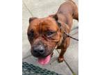 Adopt Remi a Pit Bull Terrier, Boxer