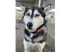 Adopt Alani a Husky