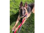 Adopt Lily a German Shepherd Dog