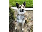 Adopt Zuri a German Shepherd Dog