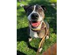 Adopt Nelly a American Staffordshire Terrier, Pit Bull Terrier