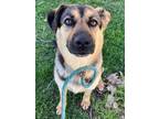 Adopt Lola a German Shepherd Dog