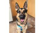 Adopt Serena a German Shepherd Dog, Mixed Breed