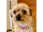 Adopt Wanda a Cairn Terrier