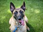 Adopt GLINDA a Belgian Shepherd / Malinois