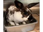 Adopt Judy Hops a Bunny Rabbit