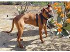 Adopt Pebbles a Boxer