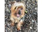 Adopt JORGE a Yorkshire Terrier