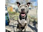 Adopt Posey a Pit Bull Terrier