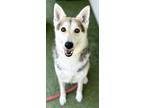 Adopt Masha a German Shepherd Dog, Husky