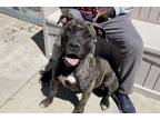 Adopt KATE a Mastiff