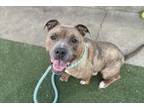 Adopt DIAMOND a Pit Bull Terrier