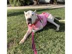 Adopt BRIDGET a Dogo Argentino