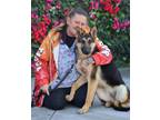 Adopt *Ella von Erkner a German Shepherd Dog