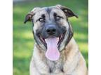 Adopt WEDNESDAY a German Shepherd Dog, Mixed Breed